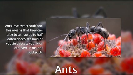 Four Pests That Can Be Picked Up From School (And How to Stop Them)