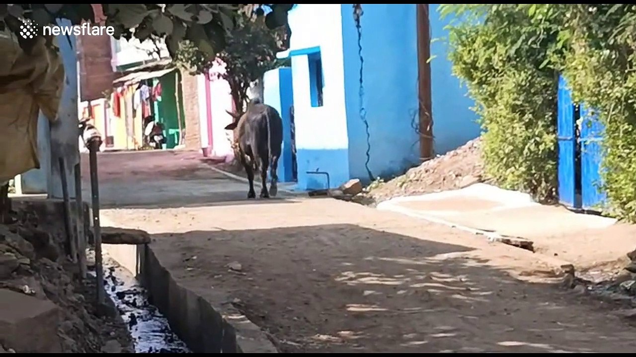 Raging bull goes on eight-hour-rampage in central Indian city, attacking 36 people