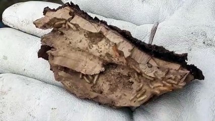 Comienzan los trabajos de colocación de cebos para controlar las termitas