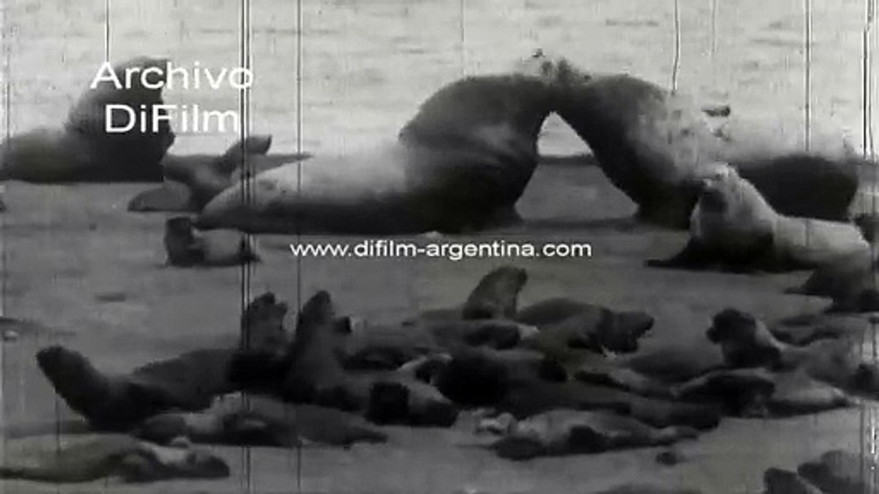Arctic Thrills Eskimo Land Greenland Seals Polar Bears 1933