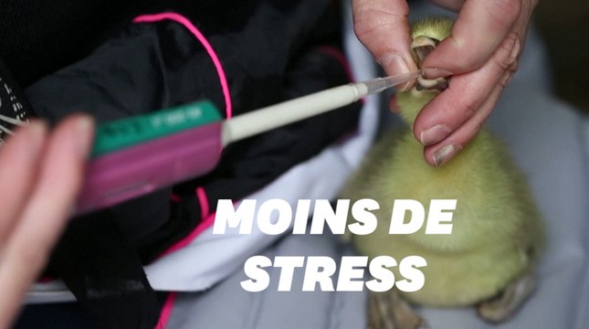 Pour éliminer le stress du gavage, cette agricultrice teste un nouveau procédé