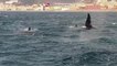 Images rares en Italie: trois orques ont été aperçues près des côtes de la ville de Gênes