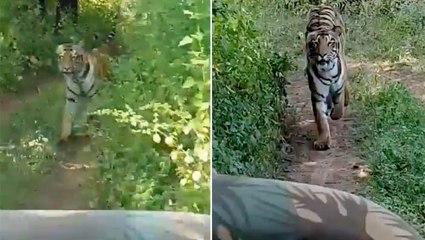 Tiger chases tourist jeep in Ranthambore | Oneindia Malayalam
