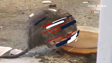 Kedi ve köpekler için bıraktığı suya gelen davetsiz misafir şaşırttı