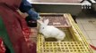 PETA Exposes Horrors At Russian Fur Farms