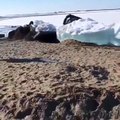 Quand le lac Baïkal déploie ses vagues de glace