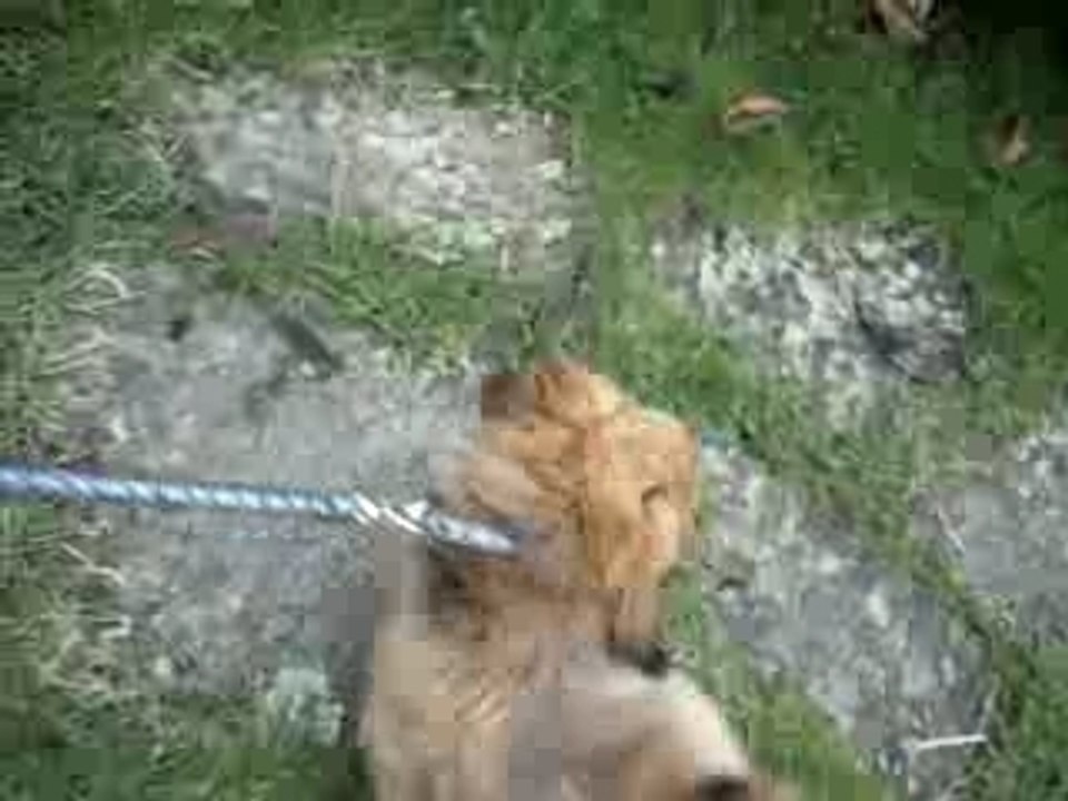 merlin qui cour