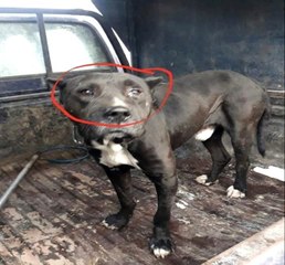 Şehit askerin peşinden hastaneye kadar giden köpek herkesi duygulandırdı