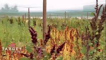 Quinoa, salicorne : les plantes miraculeuses résistantes à la sécheresse et au sel