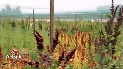 A jövő garanciája: ellenálló szupernövények és a csoda termés