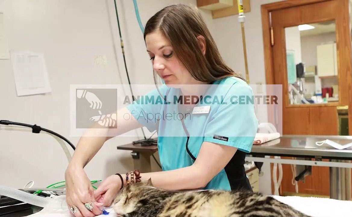 Animal Medical Center Veterinarian Appleton, WI