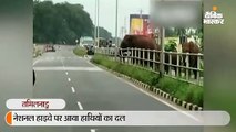 नेशनल हाइवे पर आया हाथियों का दल