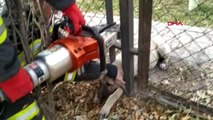 Aksaray bahçe çitine başı sıkışan köpeği itfaiye ekibi kurtardı