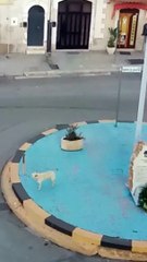 Andria: cane abbaia in Piazza Caduti di Nassirya (zona via Murge)