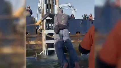 Video Shows Great White Shark Called Ironbound Getting Tagged By Scientists