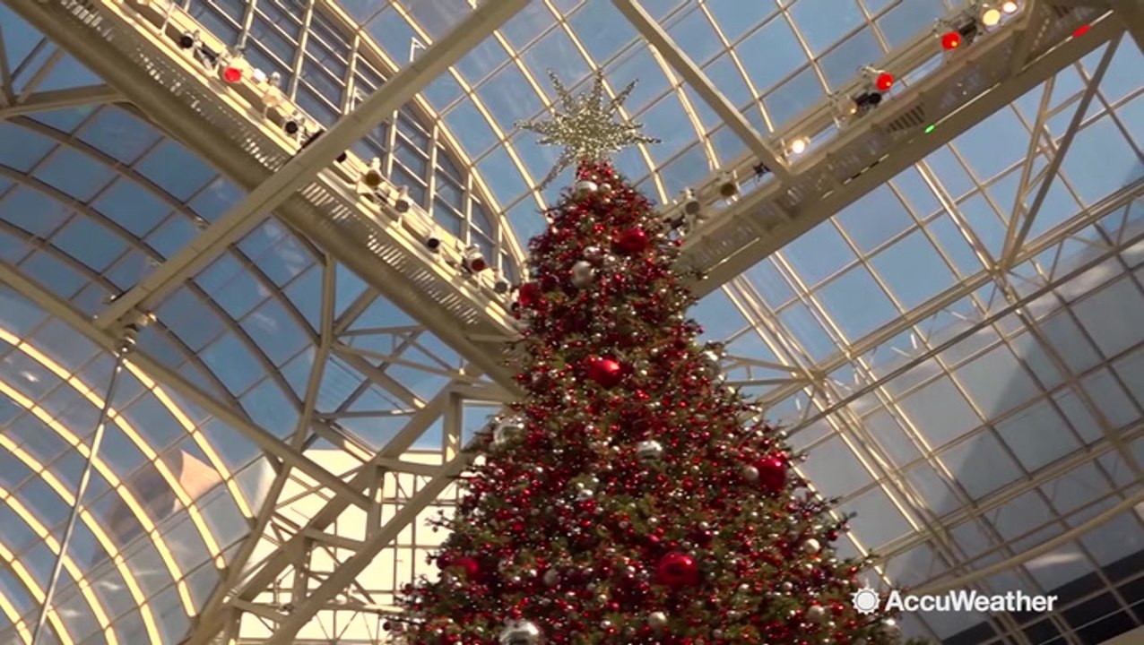 Everything's bigger in Texas, even the Christmas trees