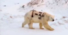 Russie : un ours polaire «tagué» pourrait être en danger