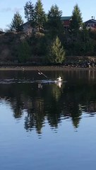Eagles Prey on Seagull