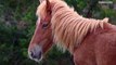 Alert! The Pony Patrol is Looking for Volunteers to Work with Wild Horses on the Outer Banks