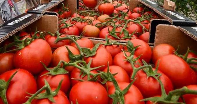 Rusya'da domates ithalatına sınırlama önerisi: Türk üreticiler olumsuz etkilenebilir