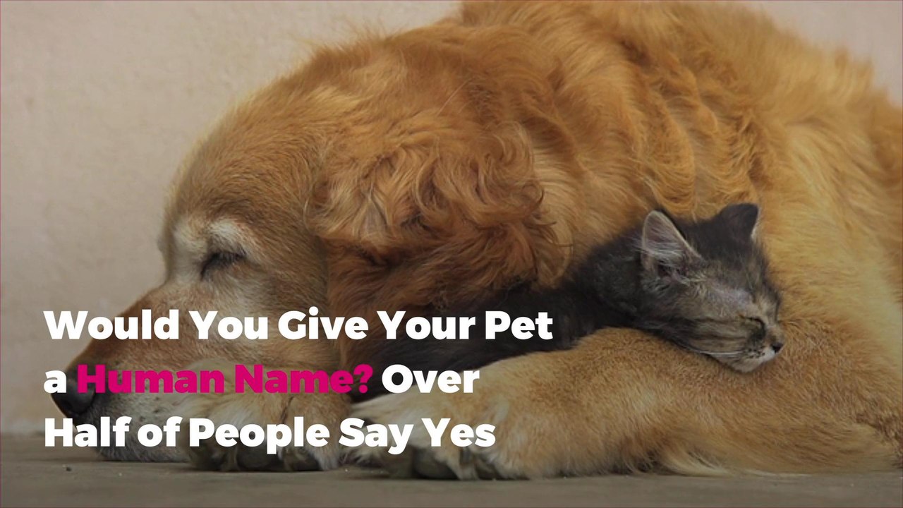 Would You Give Your Pet a Human Name? Over Half...