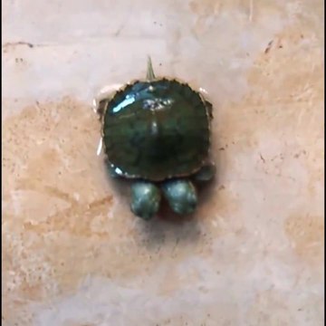 Cette petite tortue a 2 têtes