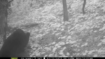 덕유산 일대에서 반달가슴곰 발견 / YTN