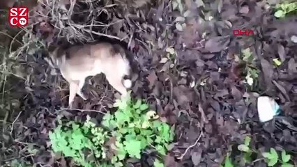 Bartın'da 6 köpek ölü bulundu