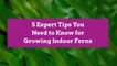 5 Expert Tips You Need to Know for Growing Indoor Ferns