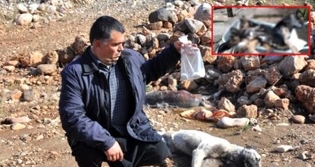Bartın ve Gaziantep'te 7 köpek zehirlenerek telef edildi
