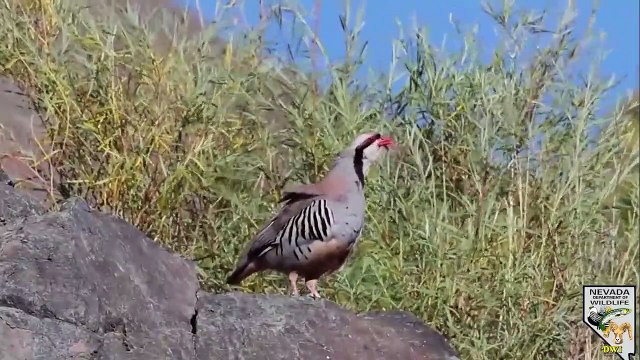 Desert bighorn sheep 2020