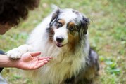 Does Your Dog Put His Paw on You? This Is What He's Trying to Tell You