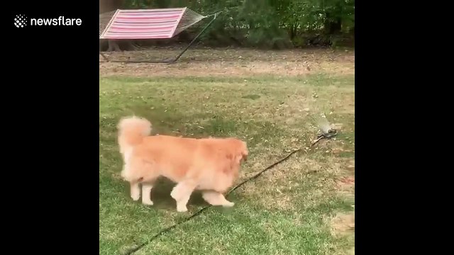 Hilarious moment Golden Retriever is NOT amused by sprinkler in Indianapolis backyard