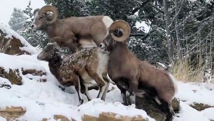 Yellowstone National Park bighorn sheep December 14th, 2019
