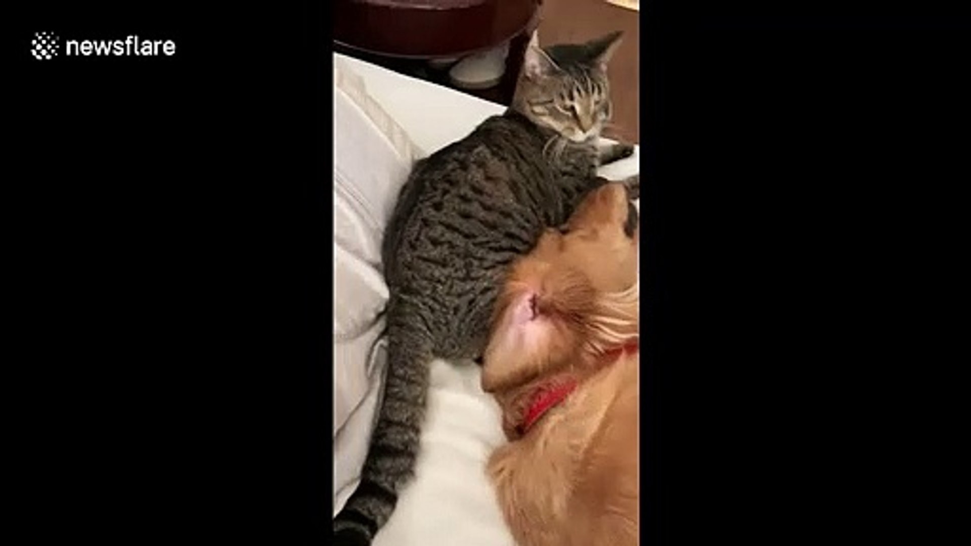 ⁣Cute moment US dog wants cat 'brother' to continue grooming her