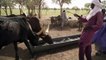 Climate change threatens end of trail for Niger's nomadic herders