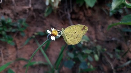 A a beautiful butterfly sitting on the Tridax procumbens flower.