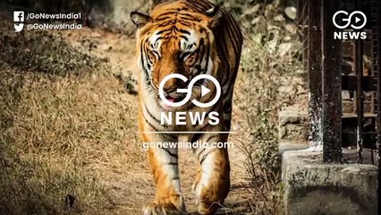 Govt Maps Out 32 Tiger Corridors To Avoid Human-Tiger Conflict