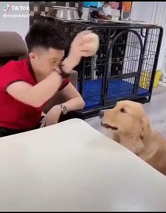 Animal healing 14