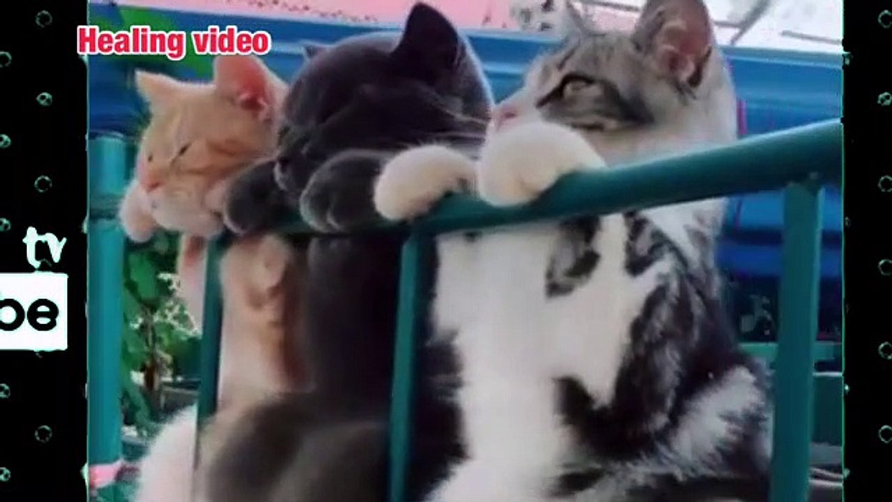 Animal healing 13
