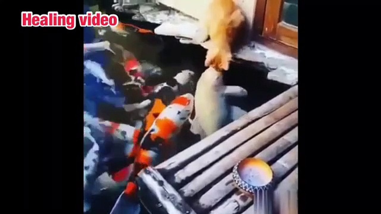 Animal healing 11