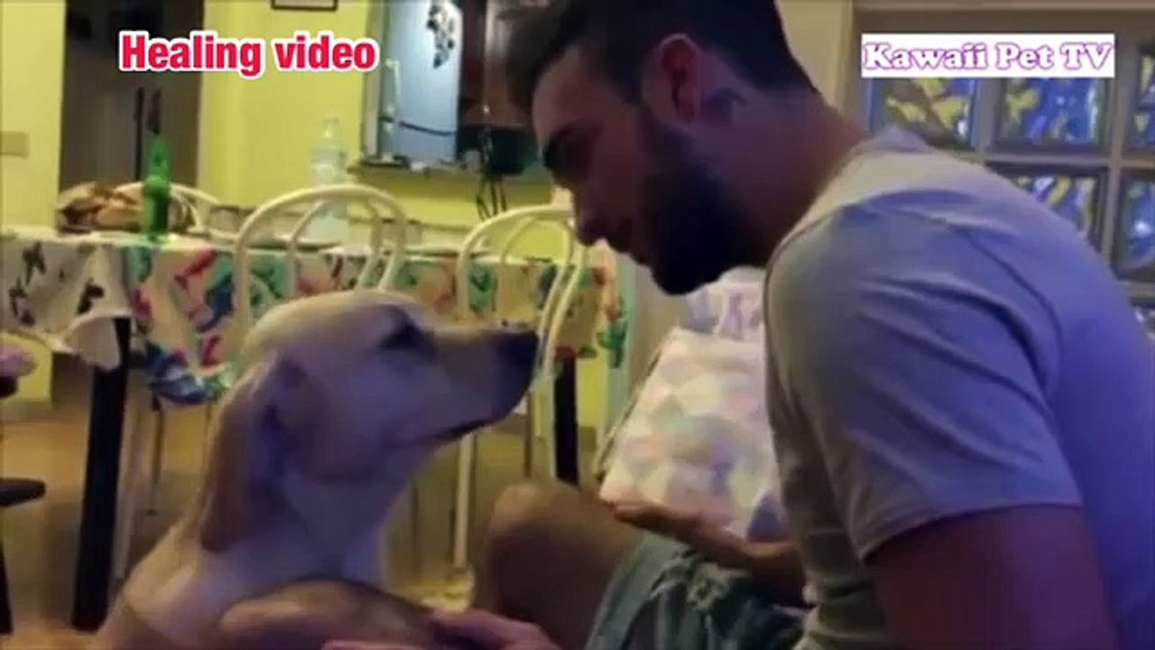 Animal healing 10