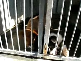 chiots SPA de Gennevilliers