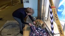 Karabük-karabük'te esnaf, sokak köpeğini battaniye ile ısıttı