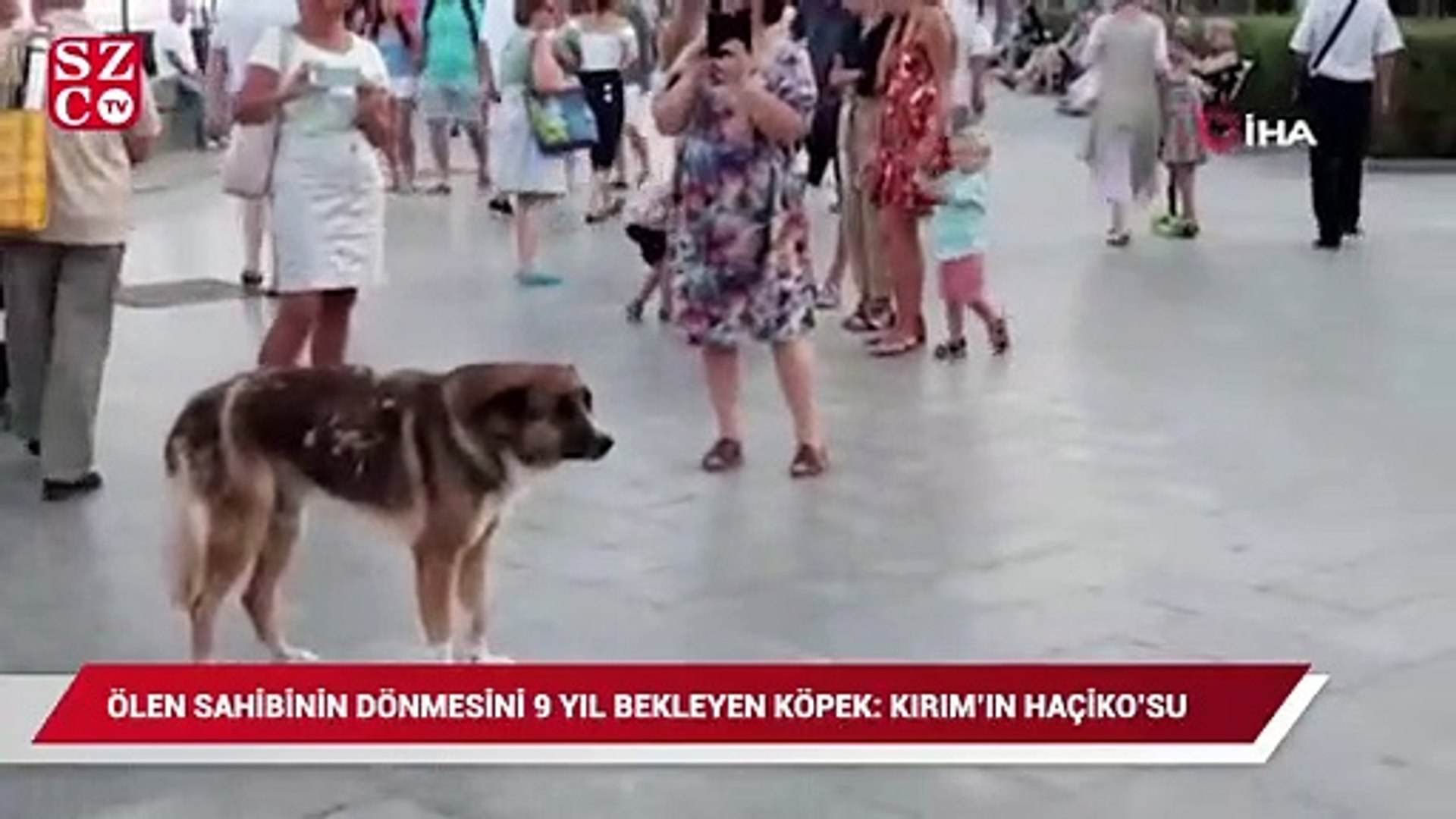 Olen Sahibinin Donmesini 9 Yil Bekleyen Kopek Dailymotion Video