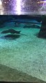 Real Sting Ray shark swimming aqua tank Hong kong ocean park 魔鬼魚鯊魚香港海洋公園