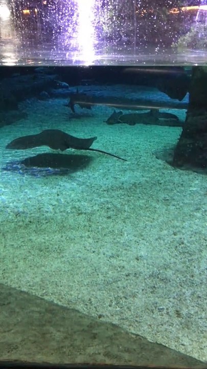 Real Sting Ray shark swimming aqua tank Hong kong ocean park 魔鬼魚鯊魚香港海洋公園