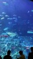 Ocean Park Real Sting Ray Fish and sharks Great Aqua tank Hong Kong 2019