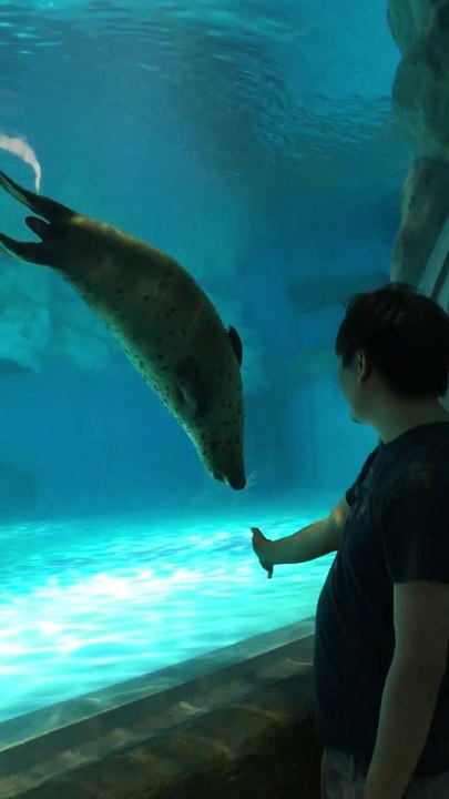 Playing with real sea lion following my hand ocean park hong kong 與海豹互動香港海洋公園
