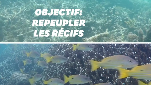 Pour protéger les récifs coralliens, ces scientifiques utilisent le son